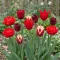 Shades of Colour Tulipa ‘Red Shades’ – Piros árnyalatú tulipánkeverék