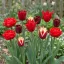 Shades of Colour Tulipa ‘Red Shades’ – Piros árnyalatú tulipánkeverék