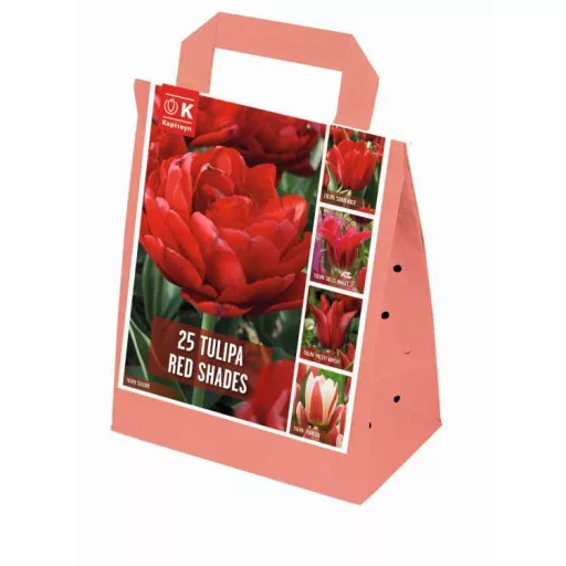 Shades of Colour Tulipa ‘Red Shades’ – Piros árnyalatú tulipánkeverék