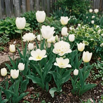 Shades of Colour Tulipa ‘White Shades’ – Fehér – tulipánkeverék