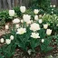 Shades of Colour Tulipa ‘White Shades’ – Fehér – tulipánkeverék