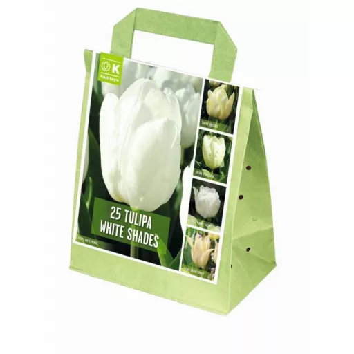 Shades of Colour Tulipa ‘White Shades’ – Fehér – tulipánkeverék