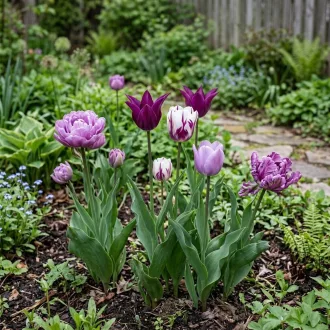 Shades of Colour Tulipa ‘Violet Shades’ – Lila árnyalatú tulipánmix