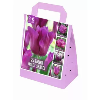 Shades of Colour Tulipa ‘Violet Shades’ – Lila árnyalatú tulipánmix