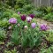 Shades of Colour Tulipa ‘Violet Shades’ – Lila árnyalatú tulipánmix