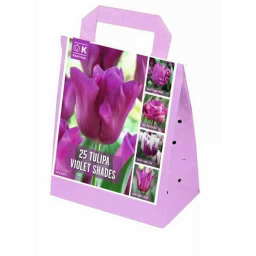 Shades of Colour Tulipa ‘Violet Shades’ – Lila árnyalatú tulipánmix