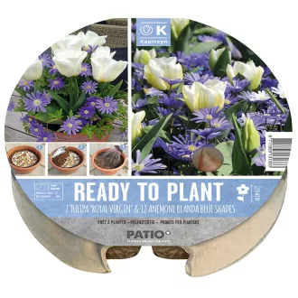 Plant-o-mat Tulipa & Anemone - Tulipán & anemone - ültetésre – cm - – Kombinációk