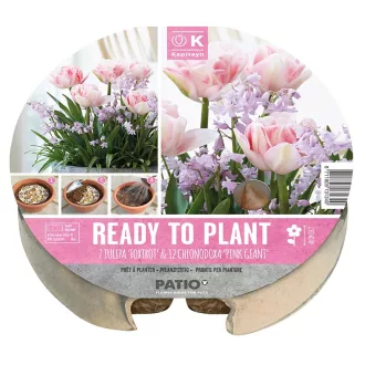 Plant-o-mat Tulipa & chionodoxa - Tulipán & chionodoxa – cm - – Kombinációk
