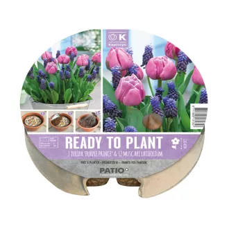Plant-o-mat Tulipa & Muscari - Tulipán & muscari - ültetésre – cm - – Kombinációk