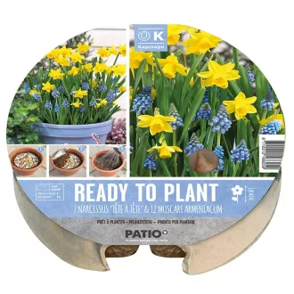 Plant-o-mat Narcissus & muscari - Nárcisz & muscari - ültetésre – cm - – Kombinációk