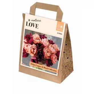 Bouquet Collection Tulipa ‘Copper & Black’ – fekete tulipánkeverék