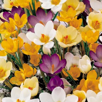 Beehouse Crocus - Méhecskehotel és Krókusz szett - 15db/csomag