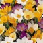 Beehouse Crocus - Méhecskehotel és Krókusz szett - 15db/csomag