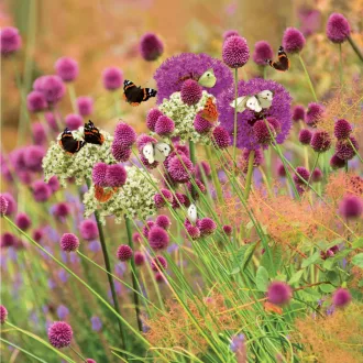 Butterfly House Allium - Pillangóház és Díszhagyma szett 20db/csomag