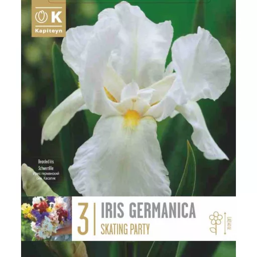 Írisz ‘Skating Party’ – Iris germanica ‘Skating Party’