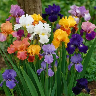 Írisz keverék – Iris germanica MIX (3 db gyökérgumó)