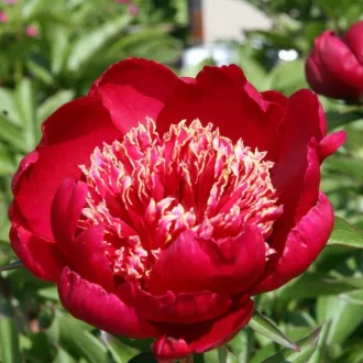 Illatos pünkösdi rózsa ‘Nippon Beauty’ - 2 db/csomag