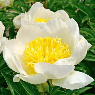 Paeonia Jan Van Leeuwen