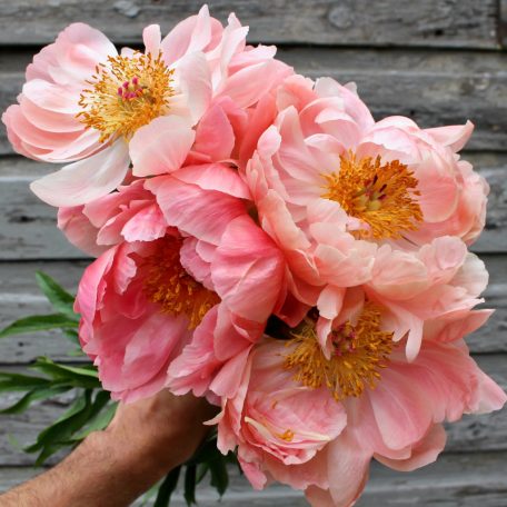 Korall színváltós naplemente pünkösdi rózsa - Paeonia Coral Sunset