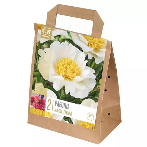 Paeonia Jan Van Leeuwen