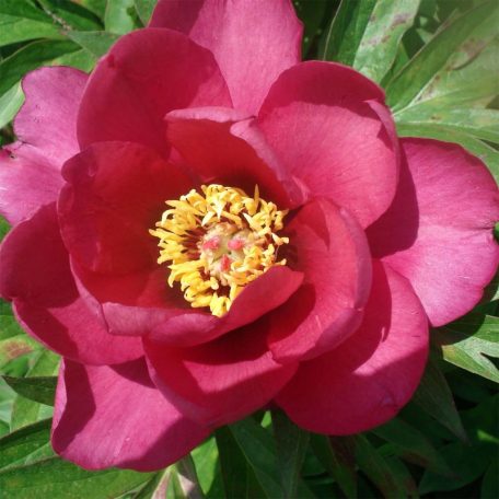 Pink Ardour Itoh Pünkösdi Rózsa - Paeonia Itoh Pink Ardour