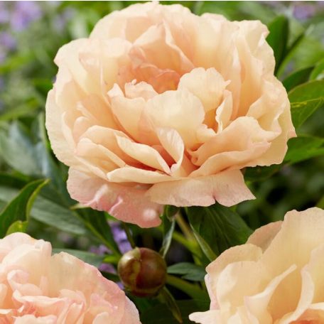 Kanári Brilláns Itoh Pünkösdi Rózsa - Paeonia Itoh Canary Brilliants