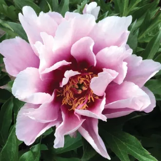 Paeonia Cora Louise