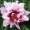 Paeonia Cora Louise