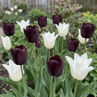 Lovely Combinations – Fekete és hófehér tulipánok – 15 db/ csomag