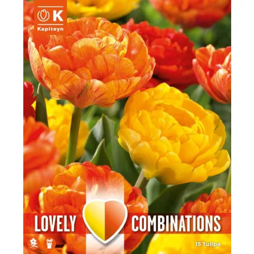 Tulipa Double Lovely Combinations – Lángoló narancs és – db/ csomag – Tulipán