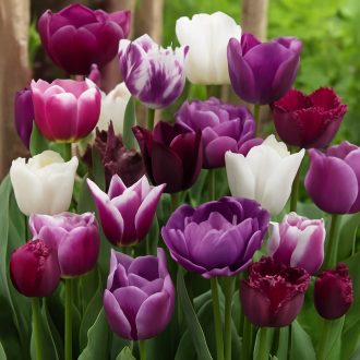 Tulipa Combi Duo Pack Violet & White Blend - Tulipán – 15 db/csomag