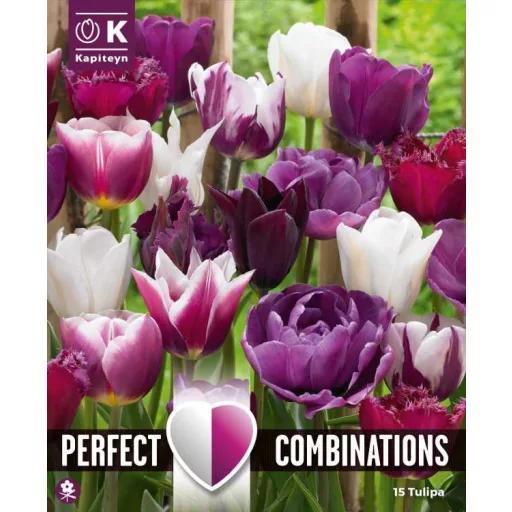 Tulipa Combi Duo Pack Violet & White Blend - Tulipán – 15 db/csomag