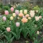 Perfect Combinations – Pasztell mix barack, halvány – db/ csomag – Tulipán