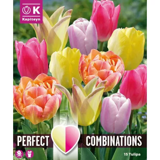 Perfect Combinations – Pasztell mix barack, halvány – db/ csomag – Tulipán