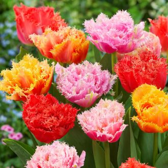 Tulipa Double Crispa MIX - Telt szirmú fodros tulipán mix 12 db/csomag