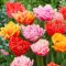 Tulipa Double Crispa MIX - Telt szirmú fodros tulipán mix 12 db/csomag