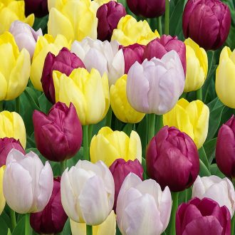 Tulipa Combi Yellow, Purple & Lilac - Tulipánválogatás 15 db/ csomag