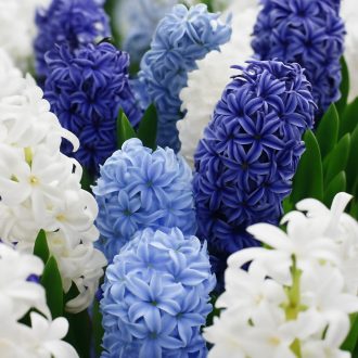 Hyacinthus orientalis ‘Ocean Blend’ – Illatos jácint – 8 db/csomag