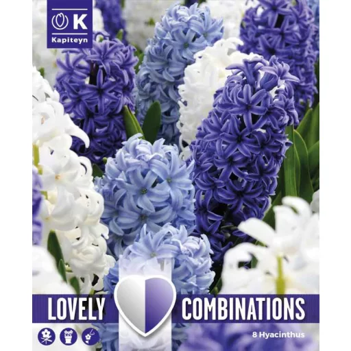 Hyacinthus orientalis ‘Ocean Blend’ – Illatos jácint – 8 db/csomag