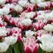 Tulipa Double Mix ‘Red & White’ – Teltvirágú Tulipán – és fehér
