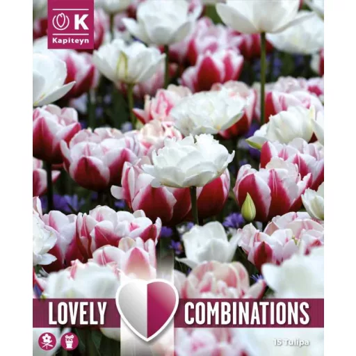 Tulipa Double Mix ‘Red & White’ – Teltvirágú Tulipán – és fehér