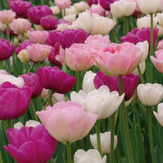 Tulipa Double Mix ‘Pink, Purple & White’ – fehér árnyalatokban – Tulipán