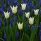 Tulipán és muscari válogatás – fehér és kék árnyalatokban 25 db/csomag – Kombinációk