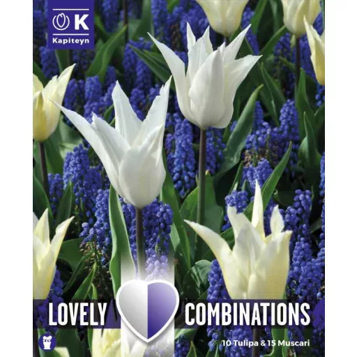 Tulipán és muscari válogatás – fehér és kék árnyalatokban 25 db/csomag – Kombinációk