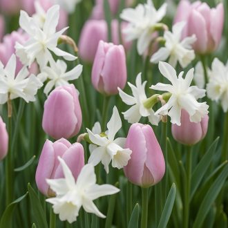 Tulipán és nárcisz válogatás – rózsaszín és fehér – 15 db/csomag – Kombinációk