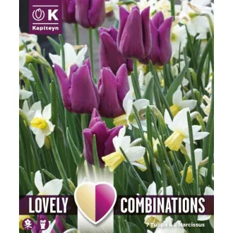 Tulipán és Nárcisz válogatás – lila és fehér – db/ csomag – Kombinációk