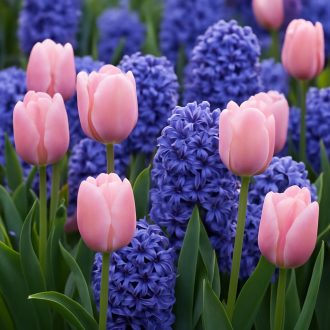 Tulipán és Jácint válogatás – rózsaszín és kék – 10 db/csomag – Kombinációk