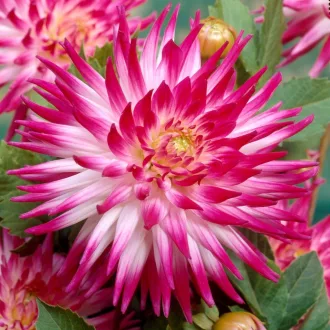 Dahlia Cactus Dutch Explosion rózsaszín-fehér virág