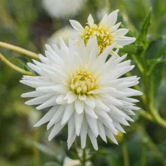 Dahlia My Love dekoratív fehér dália