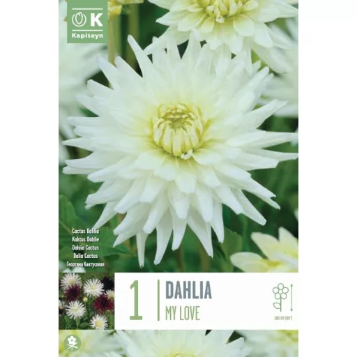 Dahlia My Love dekoratív fehér dália